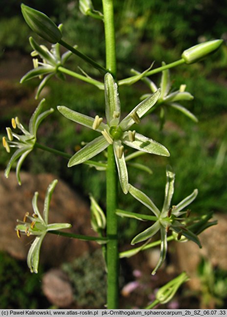 Ornithogalum sphaerocarpum