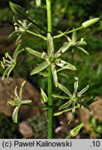 Ornithogalum sphaerocarpum