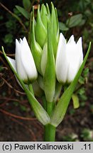 Ornithogalum thyrsoides (śniedek wiechowaty)