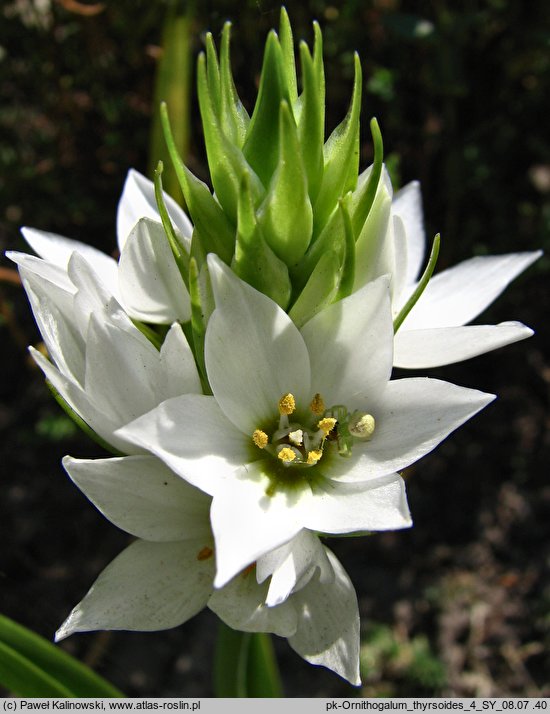 Ornithogalum thyrsoides (śniedek wiechowaty)