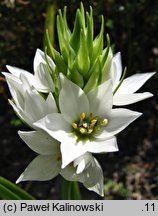 Ornithogalum thyrsoides (śniedek wiechowaty)