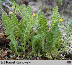 Ornithopus compressus (seradela spłaszczona)