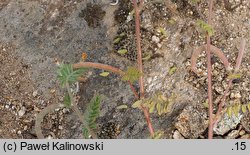 Ornithopus compressus (seradela spłaszczona)