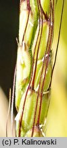 Oryza sativa (ryż siewny)