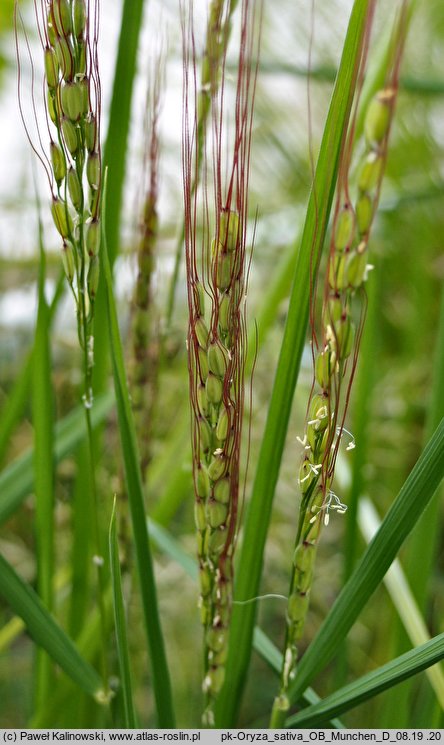 Oryza sativa (ryż siewny)