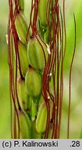 Oryza sativa (ryż siewny)