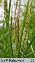 Oryza sativa (ryż siewny)