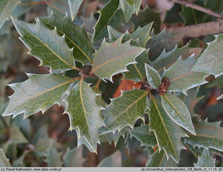 Osmanthus heterophyllus (wończa różnolistna)