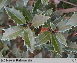 Osmanthus heterophyllus (wończa różnolistna)