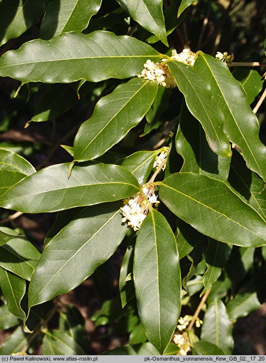 Osmanthus yunnanensis