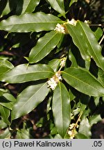 Osmanthus yunnanensis