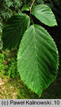 Ostrya japonica (chmielograb japoński)