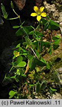 Oxalis dillenii (szczawik Dillena)