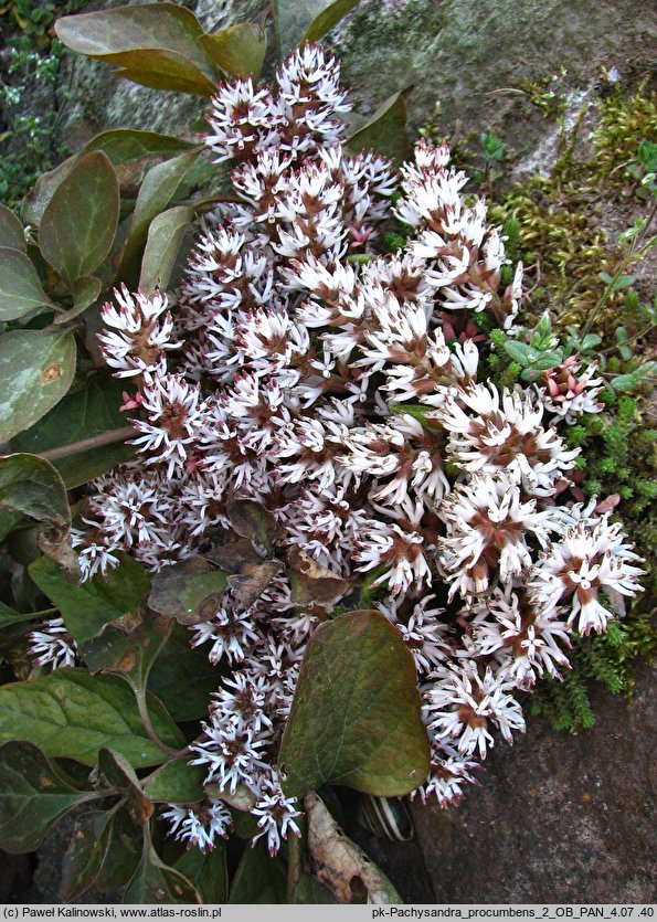 Pachysandra procumbens (runianka rozesłana)