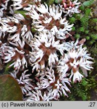 Pachysandra procumbens (runianka rozesłana)