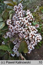 Pachysandra procumbens (runianka rozesłana)