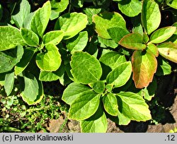 Pachysandra procumbens (runianka rozesłana)