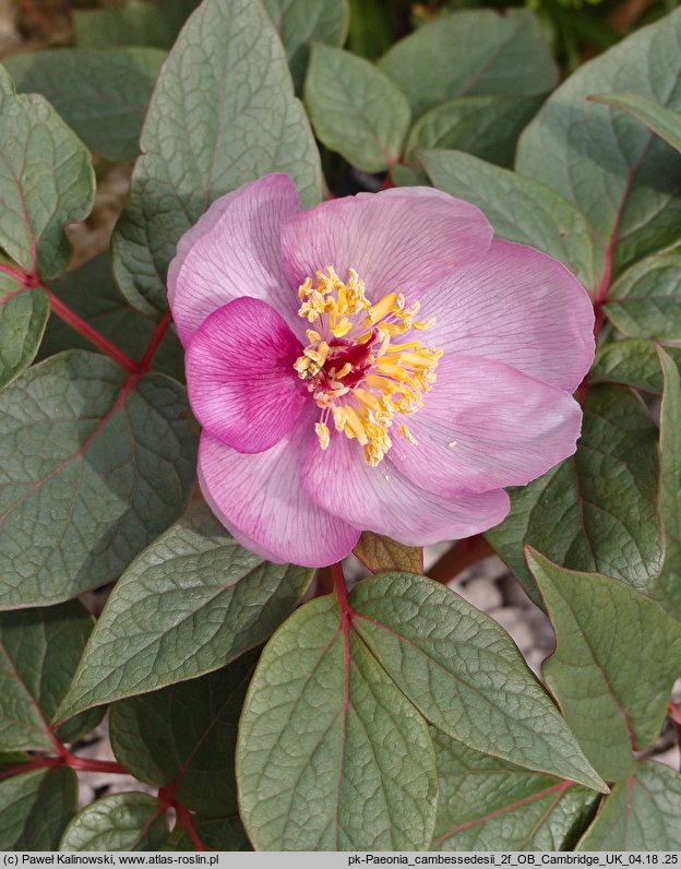 Paeonia cambessedesii