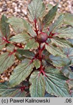 Paeonia cambessedesii