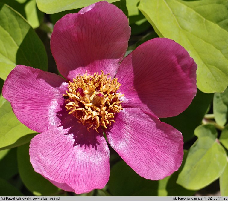 Paeonia mascula ssp. triternata