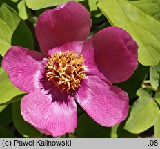 Paeonia mascula ssp. triternata