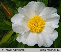 Paeonia emodi (piwonia himalajska)