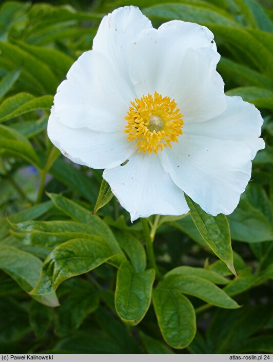 Paeonia emodi (piwonia himalajska)