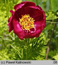 Paeonia intermedia (piwonia pośrednia)