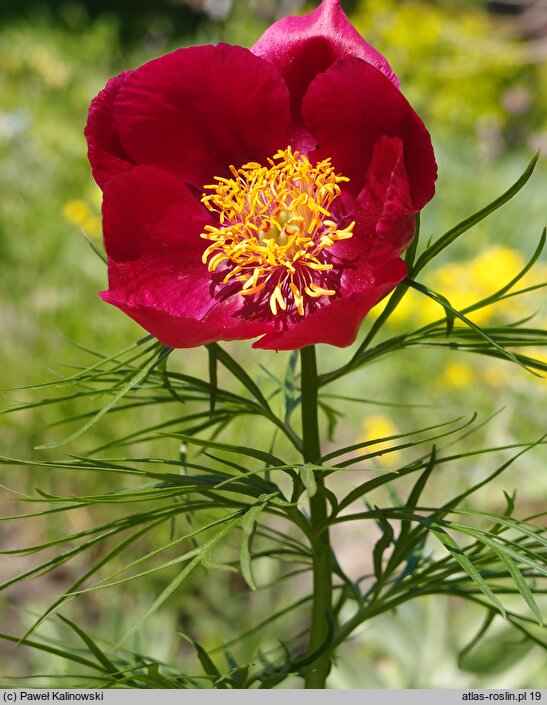 Paeonia intermedia (piwonia pośrednia)