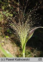 Panicum capillare (proso włosowate)