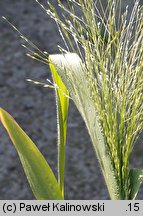 Panicum capillare (proso włosowate)