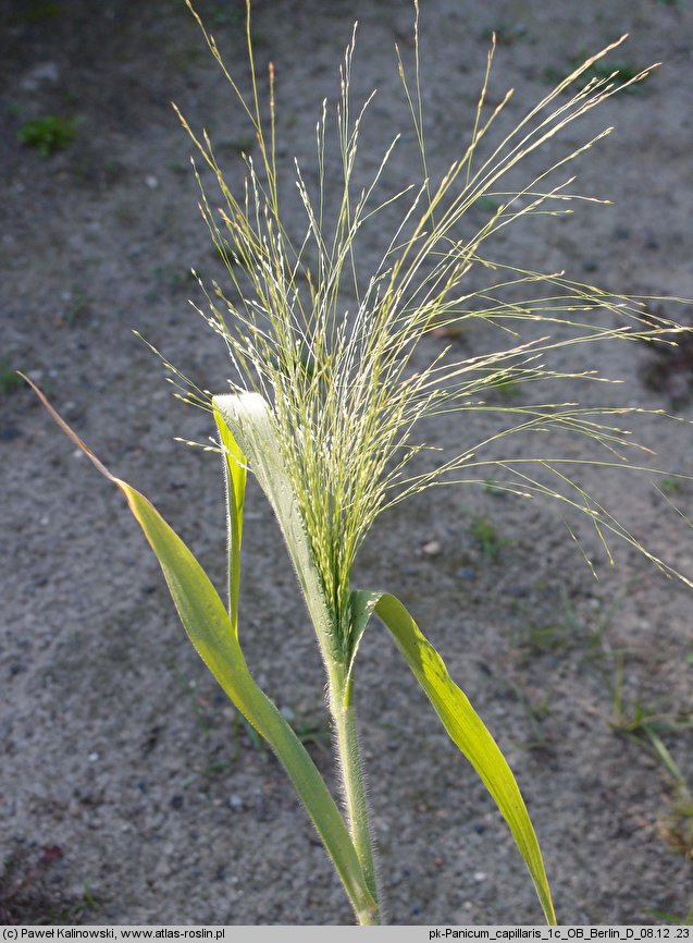 Panicum capillare (proso włosowate)