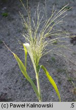 Panicum capillare (proso włosowate)