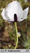 Papaver albiflorum