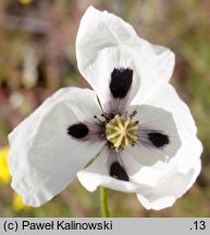 Papaver albiflorum