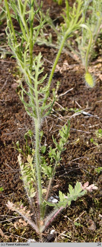 Papaver albiflorum