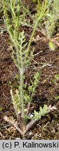 Papaver albiflorum