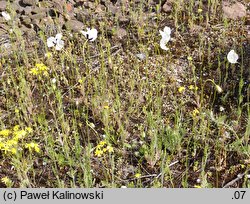 Papaver albiflorum