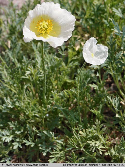 Papaver alpinum (mak alpejski)