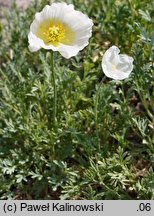 Papaver alpinum s.l. (mak alpejski)