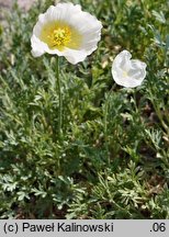 Papaver alpinum (mak alpejski)