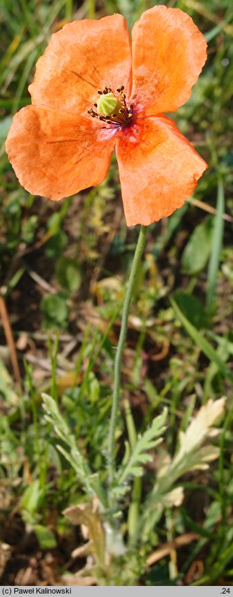 Papaver dubium ssp. confine