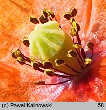 Papaver dubium ssp. confine