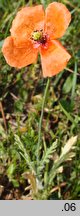 Papaver dubium ssp. confine