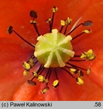 Papaver dubium ssp. confine