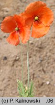 Papaver dubium ssp. confine