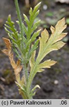 Papaver dubium ssp. confine