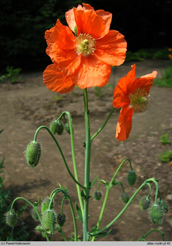 Papaver armeniacum ssp. armeniacum