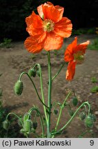 Papaver armeniacum ssp. armeniacum