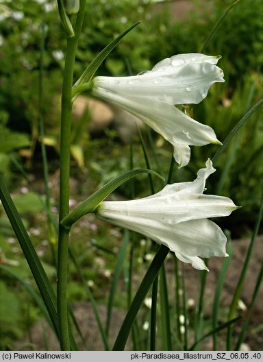 Paradisea liliastrum (paradyzja liliowata)